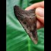 4.9 cm dark patterned tooth of the Megalodon