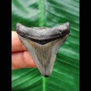 5,0 cm glänzender Zahn des Megalodon