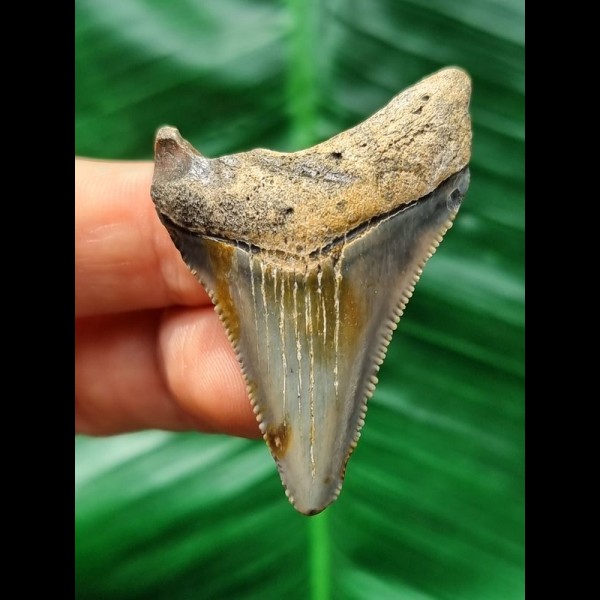 4.8 cm sharp tooth of the Megalodon