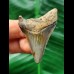 4.8 cm sharp tooth of the Megalodon