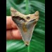 4.8 cm sharp tooth of the Megalodon
