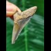 4.8 cm sharp tooth of the Megalodon