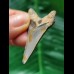 4.8 cm sharp tooth of the Megalodon