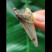 4.8 cm sharp tooth of the Megalodon
