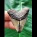 4.3 cm heart-shaped tooth of the Megalodon