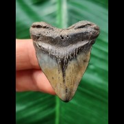 4,3 cm herzförmiger Zahn des Megalodon