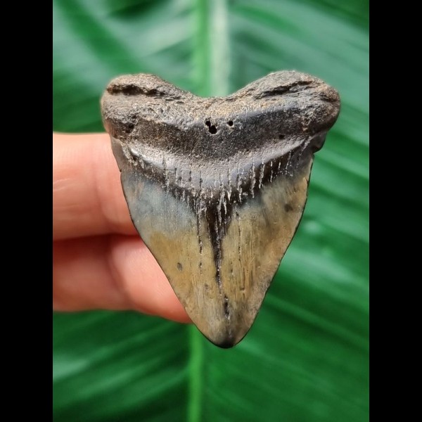 4.3 cm heart-shaped tooth of the Megalodon
