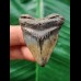 4.3 cm heart-shaped tooth of the Megalodon