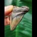 4.3 cm heart-shaped tooth of the Megalodon