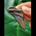 4.3 cm heart-shaped tooth of the Megalodon