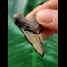 4.3 cm heart-shaped tooth of the Megalodon