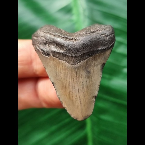4.2 cm brown tooth of the Megalodon