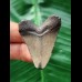 4.2 cm brown tooth of the Megalodon
