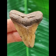 5,0 cm brauner Zahn des Megalodon
