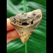 5,1 cm massiver posteriorer Zahn des Megalodon