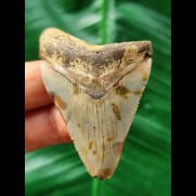 5,6 cm gemusterter blauer  Zahn des Megalodon