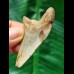 5,6 cm gemusterter blauer  Zahn des Megalodon