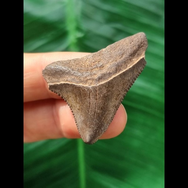 4.0 cm brown posterior tooth of the Megalodon