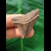4.0 cm brown posterior tooth of the Megalodon