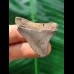 4.0 cm brown posterior tooth of the Megalodon