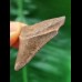 4.0 cm brown posterior tooth of the Megalodon