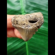 3,8 cm massiver posteriorer Zahn des Megalodon