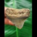 3.8 cm massive posterior tooth of the Megalodon