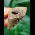 3.8 cm massive posterior tooth of the Megalodon