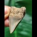 3.8 cm massive posterior tooth of the Megalodon
