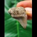 3.8 cm massive posterior tooth of the Megalodon