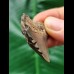 3.8 cm massive posterior tooth of the Megalodon
