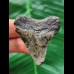 4,3 cm grauer Zahn des Megalodon
