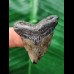 3.9 cm small dark tooth of the Megalodon
