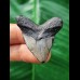 3.9 cm small dark tooth of the Megalodon