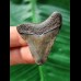 3,9 cm dunkler scharfer Zahn des Megalodon