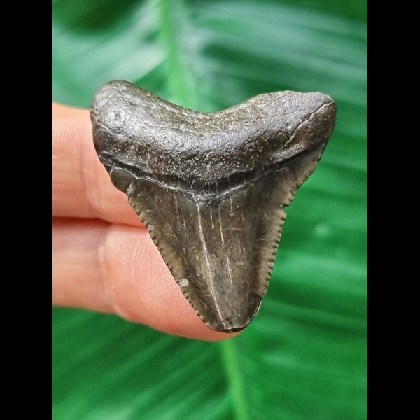 3,9 cm dunkler scharfer Zahn des Megalodon