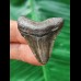 3,9 cm dunkler scharfer Zahn des Megalodon