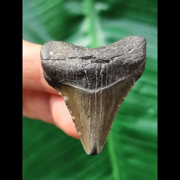 4.3 cm dark grey tooth of the Megalodon