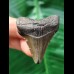 4.3 cm dark grey tooth of the Megalodon