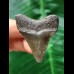 4.3 cm dark grey tooth of the Megalodon