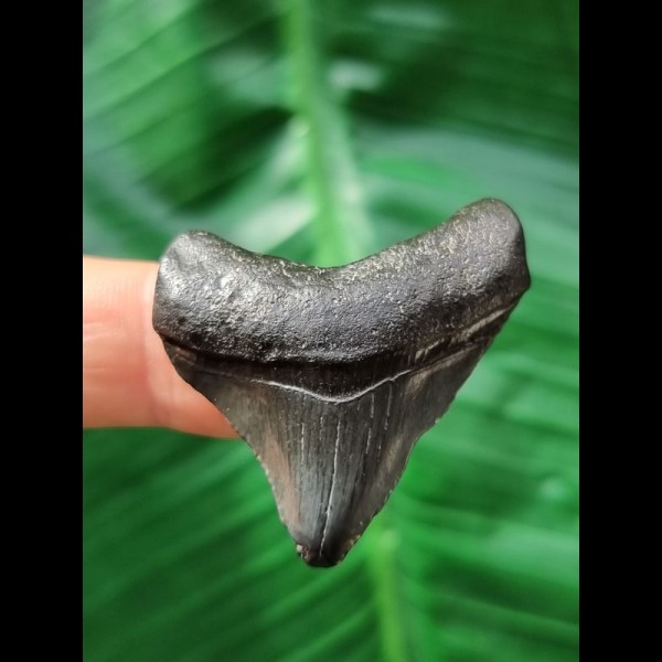 3.9 cm tooth of the Megalodon with blue enamel