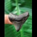 3.9 cm tooth of the Megalodon with blue enamel