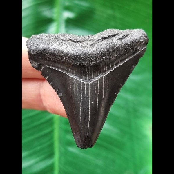 5,6 cm schwarzer Zahn des Megalodon