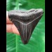 5,6 cm schwarzer Zahn des Megalodon