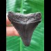 5,6 cm schwarzer Zahn des Megalodon