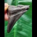 5,6 cm schwarzer Zahn des Megalodon