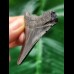 5,6 cm schwarzer Zahn des Megalodon