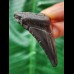 5,6 cm schwarzer Zahn des Megalodon