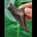 5,6 cm schwarzer Zahn des Megalodon