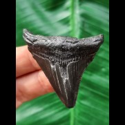5,4 cm schwarzer Zahn des Megalodon